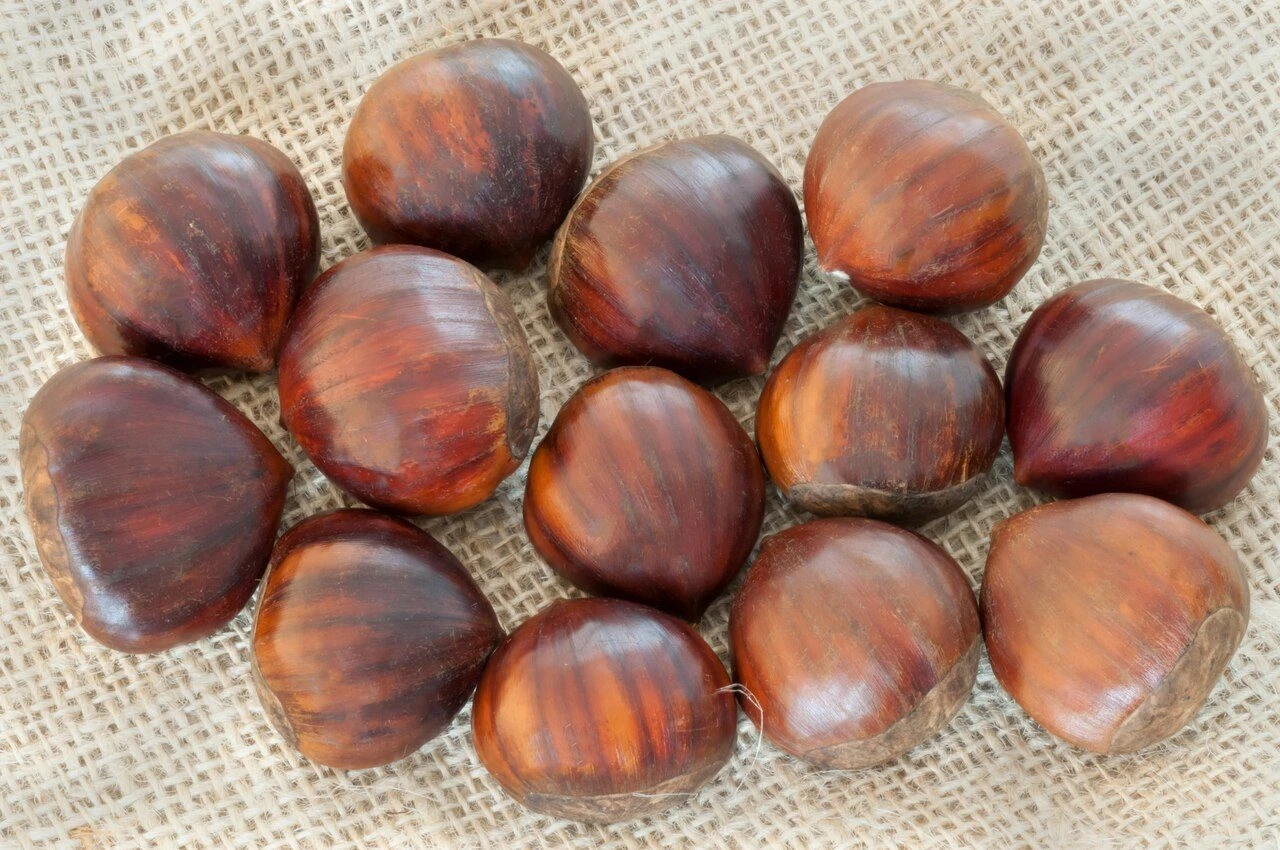 Sanniti Italian Fresh Chestnuts, 1 Lb
